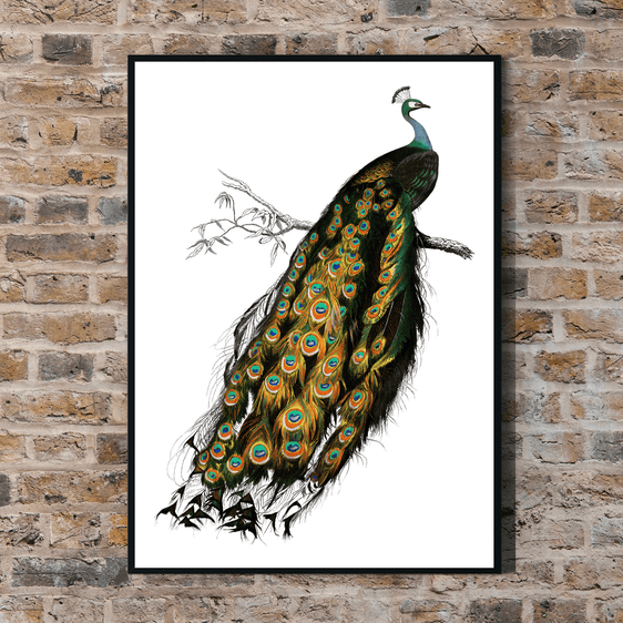 Vintage Peacock Print